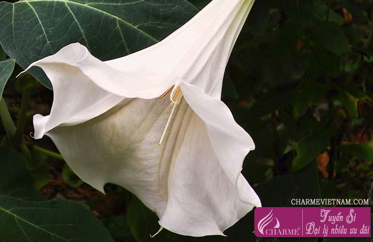 Cà độc dược