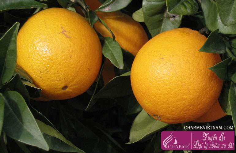 Cam Bergamot