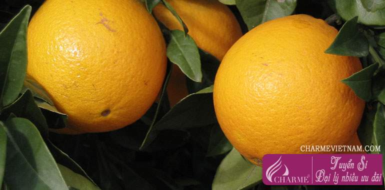 Cam Bergamot Sicili