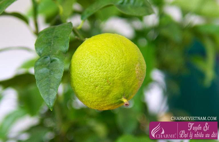Cam Bergamot trắng