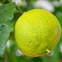 Cam Bergamot trắng