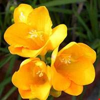 Cánh Hoa của cây lan Nam Phi