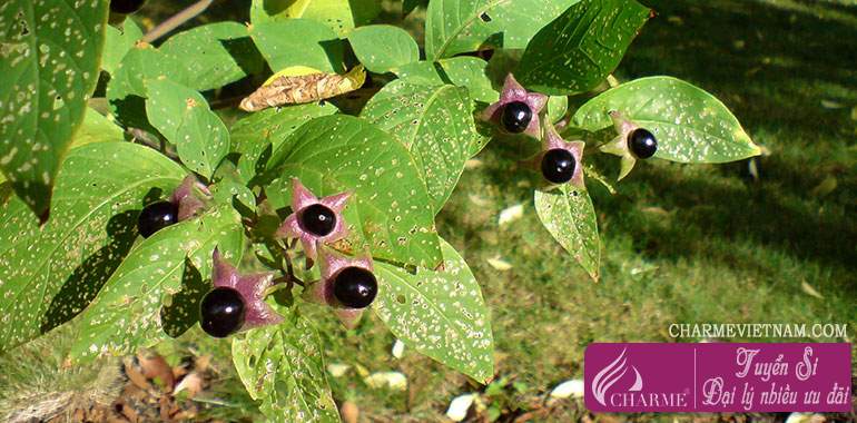 Cây cà dược (Belladonna)