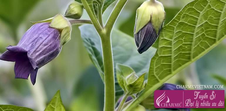 Cây cà dược (Belladonna)