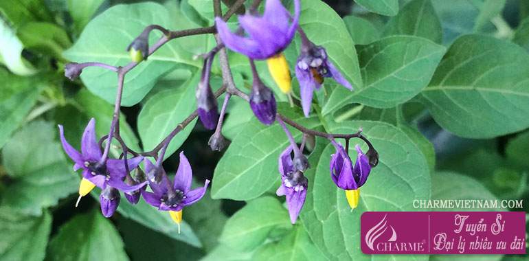Cây cà dược (Belladonna)