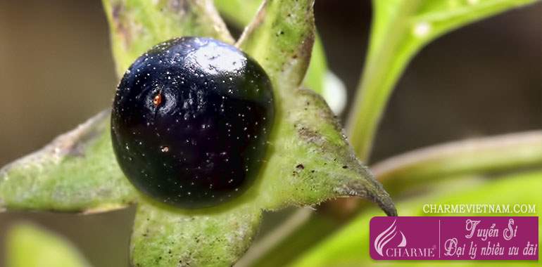 Cây cà dược (Belladonna)