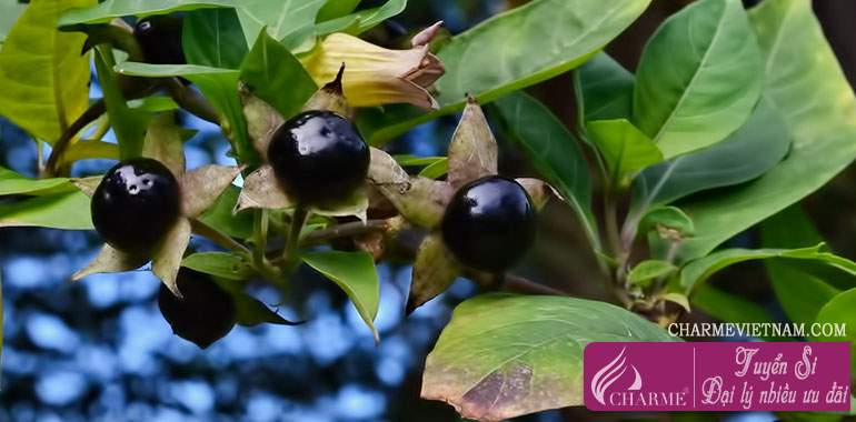 Cây cà dược (Belladonna)