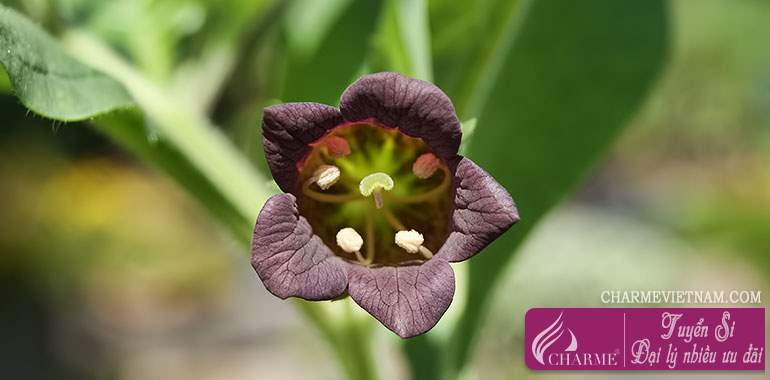 Cây cà dược (Belladonna)