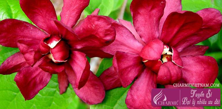 Cây Calycanthus