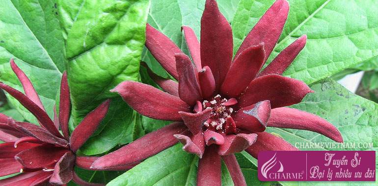 Cây Calycanthus
