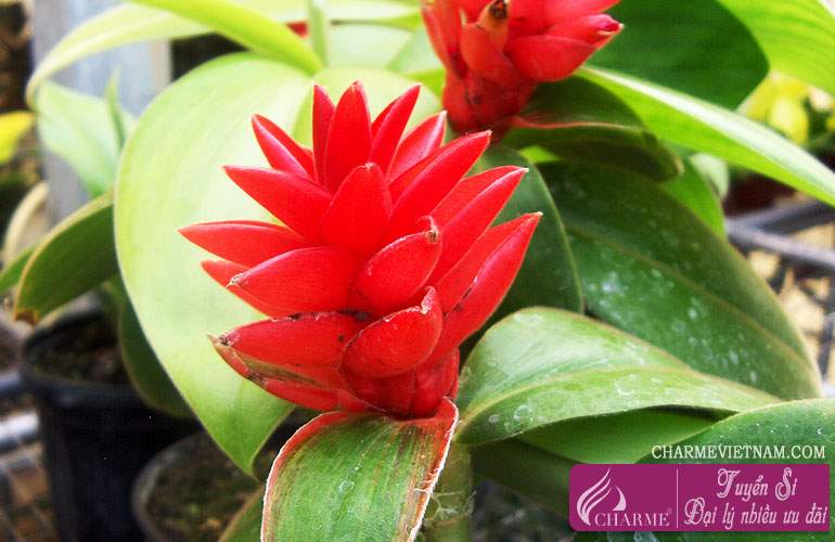 Cây Costus