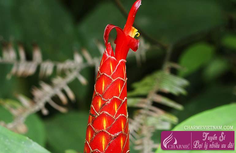Cây Costus