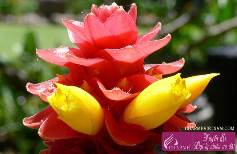 Cây Costus