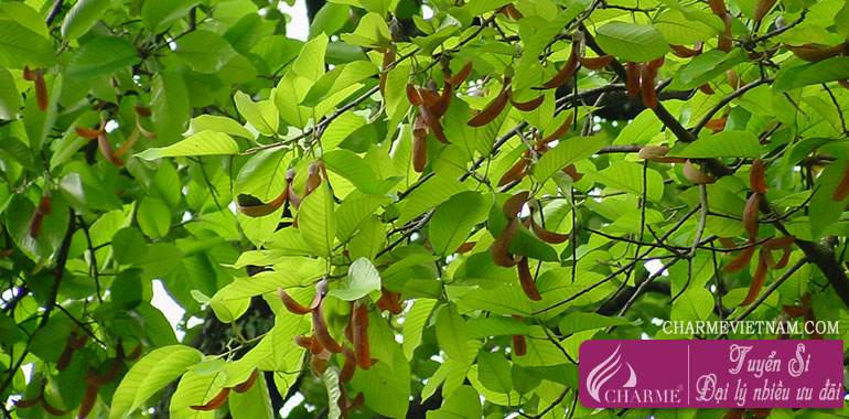 Cây dầu rái