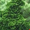Cây gỗ Hinoki