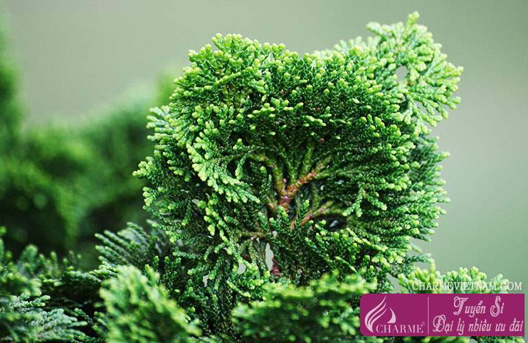Cây gỗ Hinoki