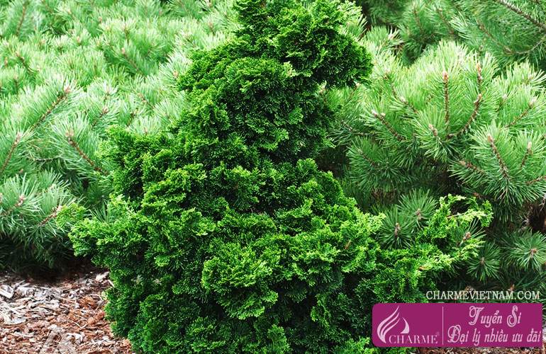 Cây gỗ Hinoki