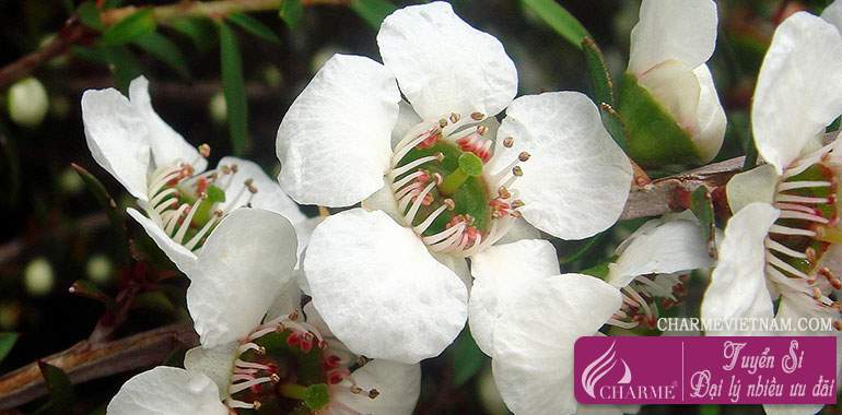 Cây Manuka