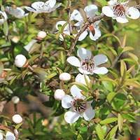 Cây Manuka