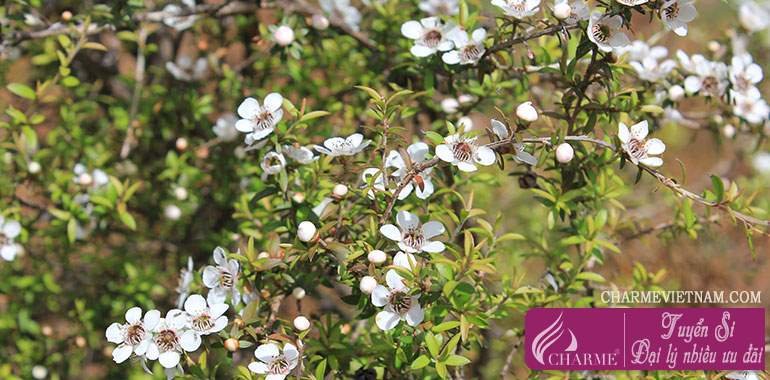 Cây Manuka