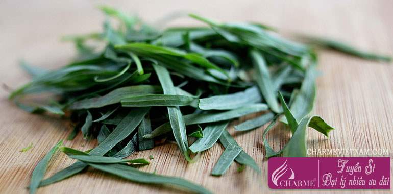 Cây ngải dấm