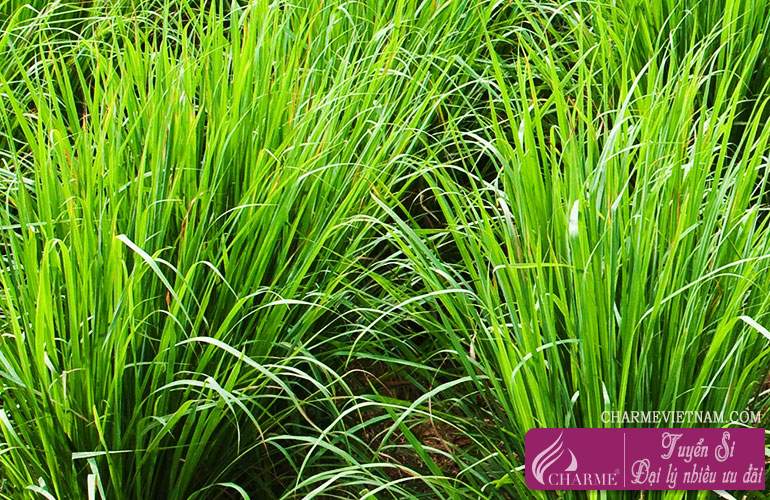 Cây sả hồng