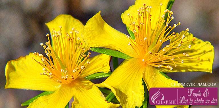 Cây St John's wort