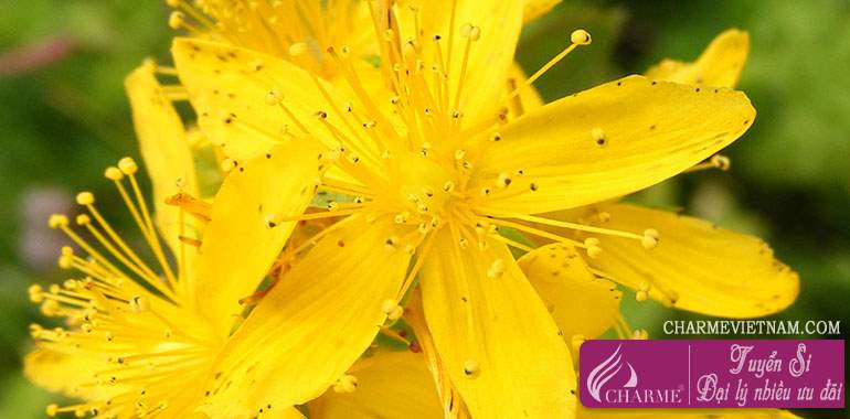 Cây St John's wort