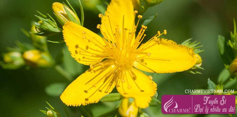 Cây St John's wort