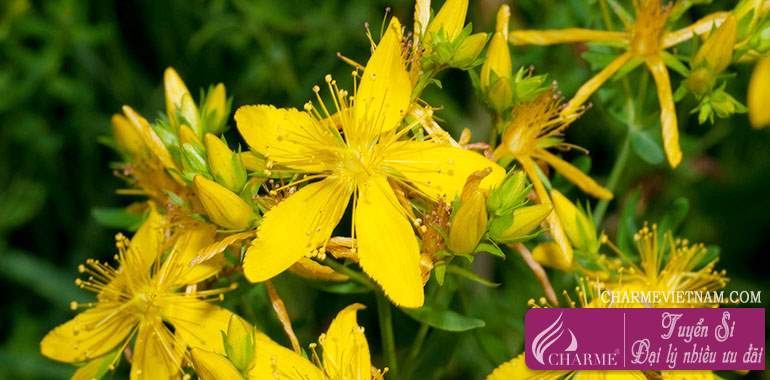 Cây St John's wort
