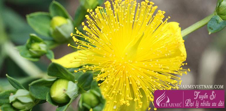 Cây St. John's Wort