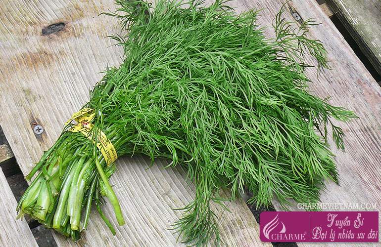 Cây thì là vườn