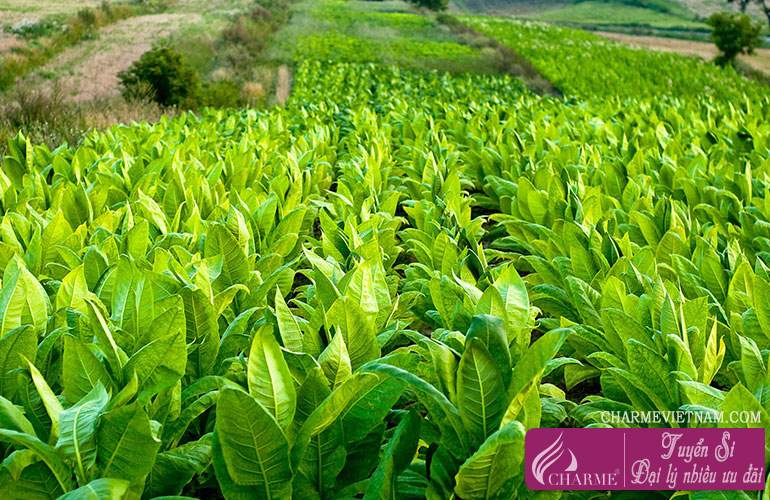 Cây thuốc lá trắng