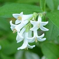 Cây thủy lạp