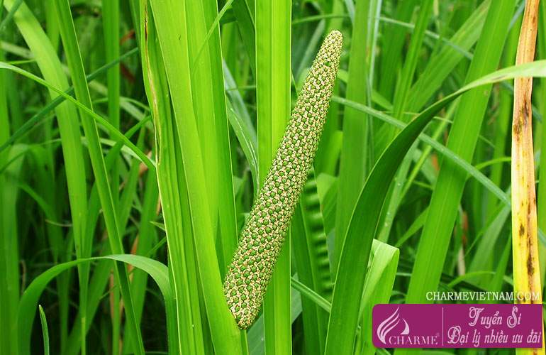 Cây thủy xương bồ