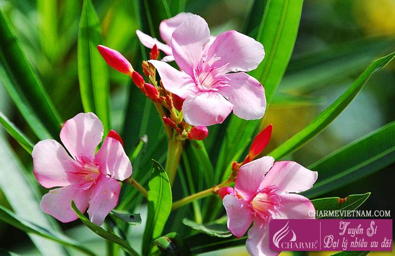 Cây trúc đào hồng