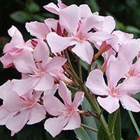 Cây trúc đào trắng