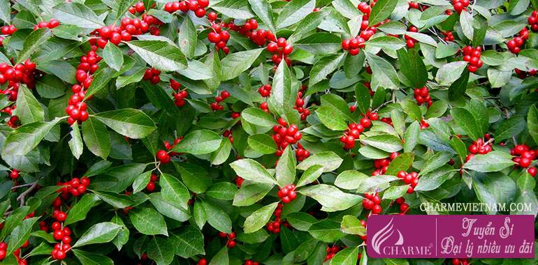 Cây winterberry