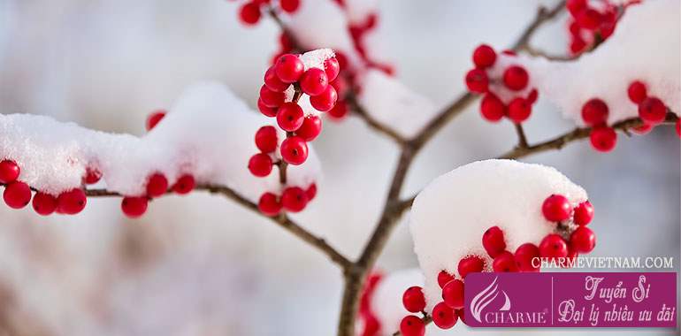 Cây winterberry