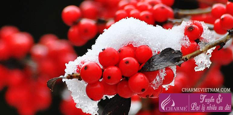 Cây winterberry