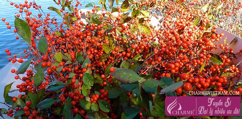 Cây winterberry