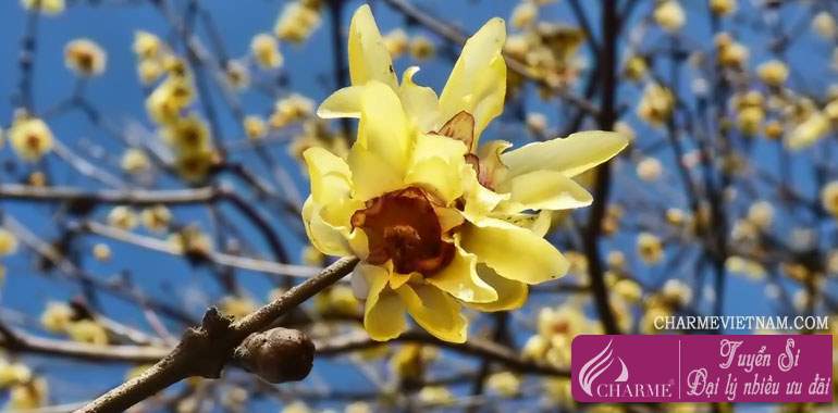 Chimonanthus or Wintersweet