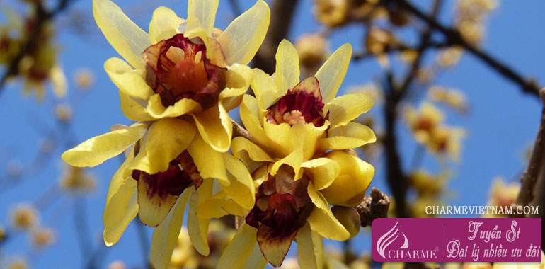 Chimonanthus or Wintersweet