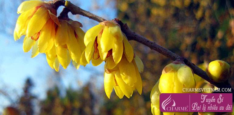 Chimonanthus or Wintersweet