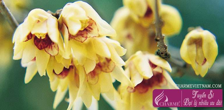 Chimonanthus or Wintersweet