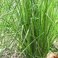Cỏ hương bài Tihiti