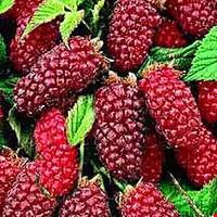 Dâu Tayberry