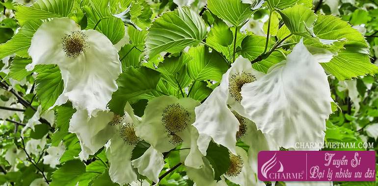 Dove tree - Cây bồ câu