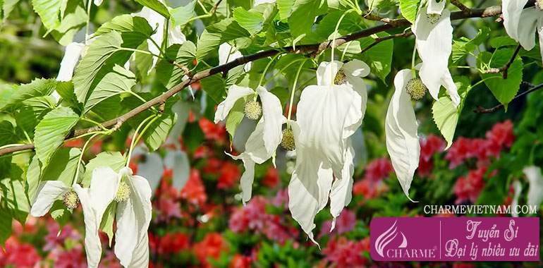 Dove tree - Cây bồ câu