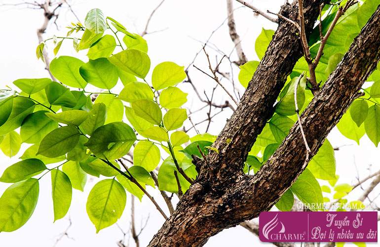 Gỗ Amyris